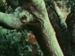 The sniffles chica joven follada por Bigfoot